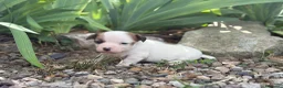Jack Russell Terrier perros en venta: Jack russell brush - Anuncio 6
