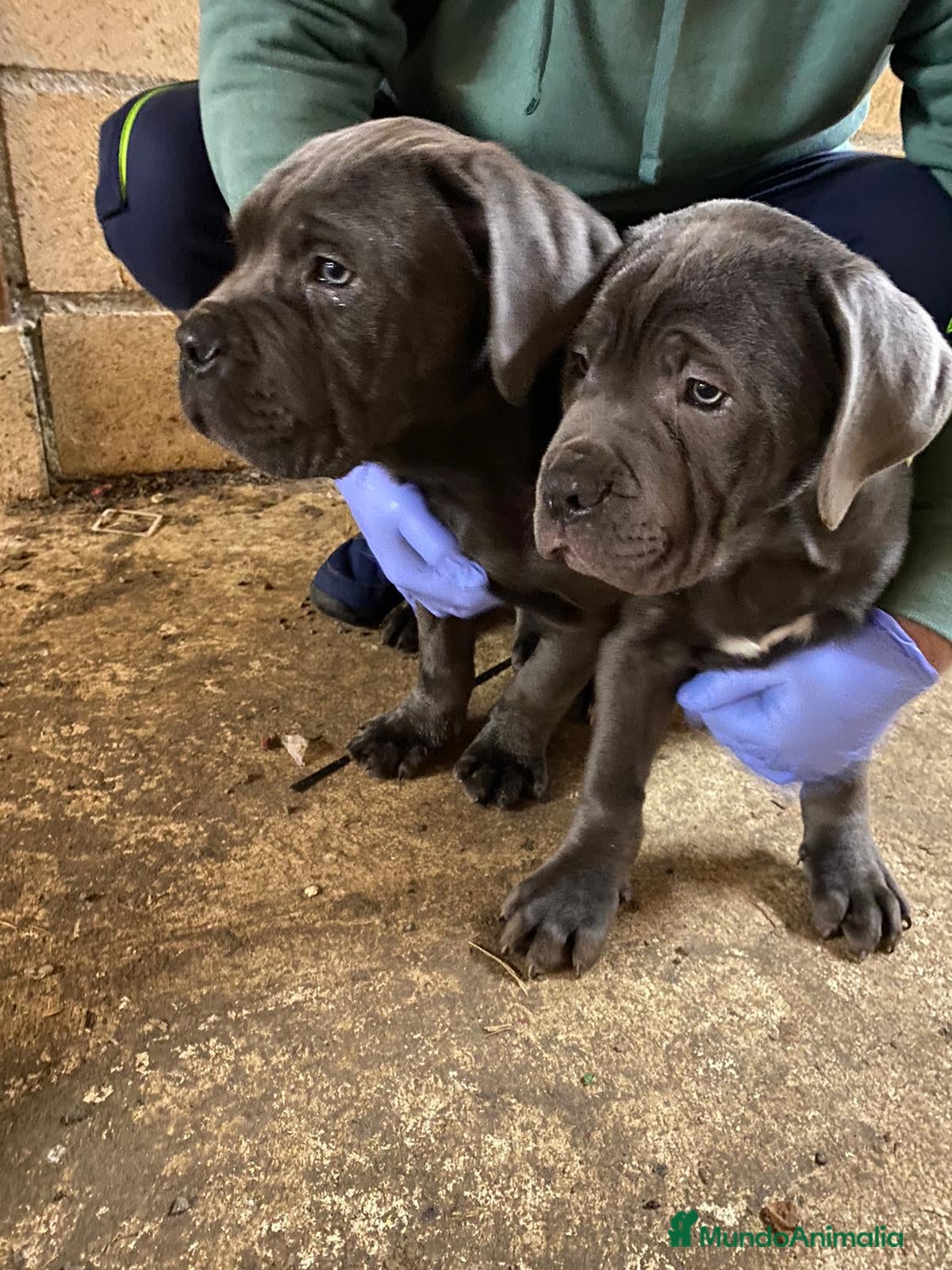 Cane Corso perros Cane Corso - Anuncio 4
