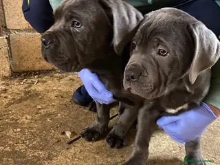 Cane Corso perros Cane Corso - Anuncio 4