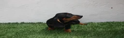 Teckel Miniatura perros en venta: Teckel miniatura  - Anuncio 8