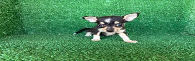 Chihuahua 4
