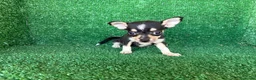 Chihuahua perros en venta: chihuahua - Anuncio 12