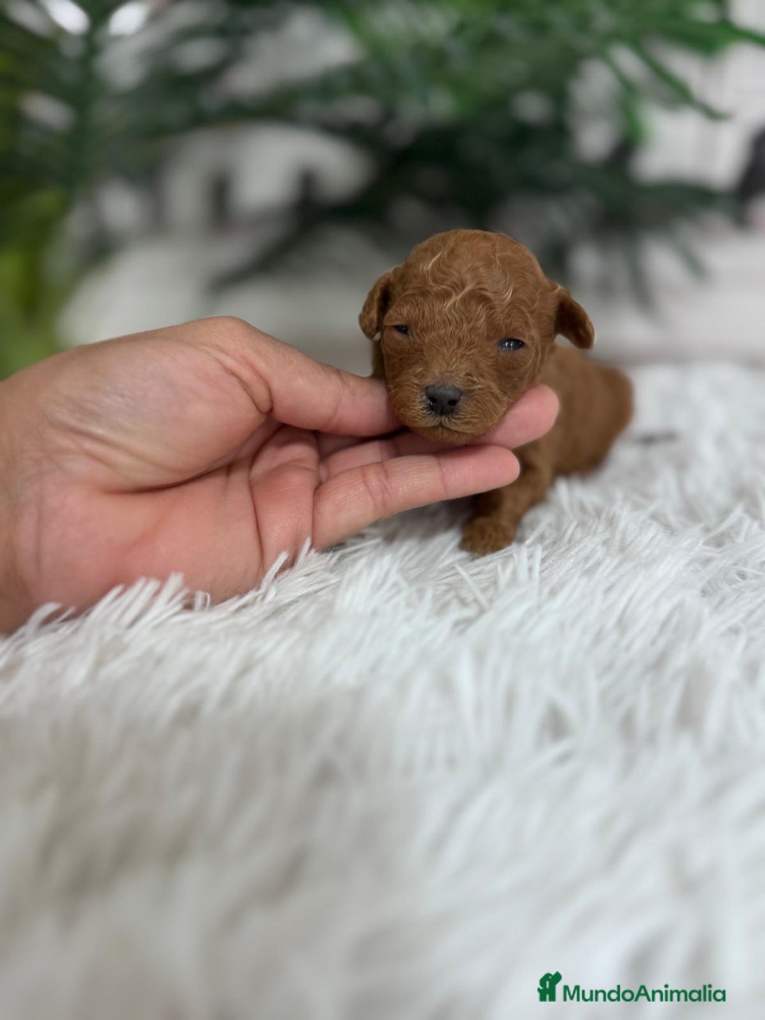 Caniche Toy perros en venta: CANICHE ROJO - Anuncio 9