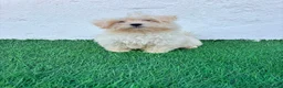 Bichón Maltés perros en venta: Bichon Maltes coreana - Anuncio 20