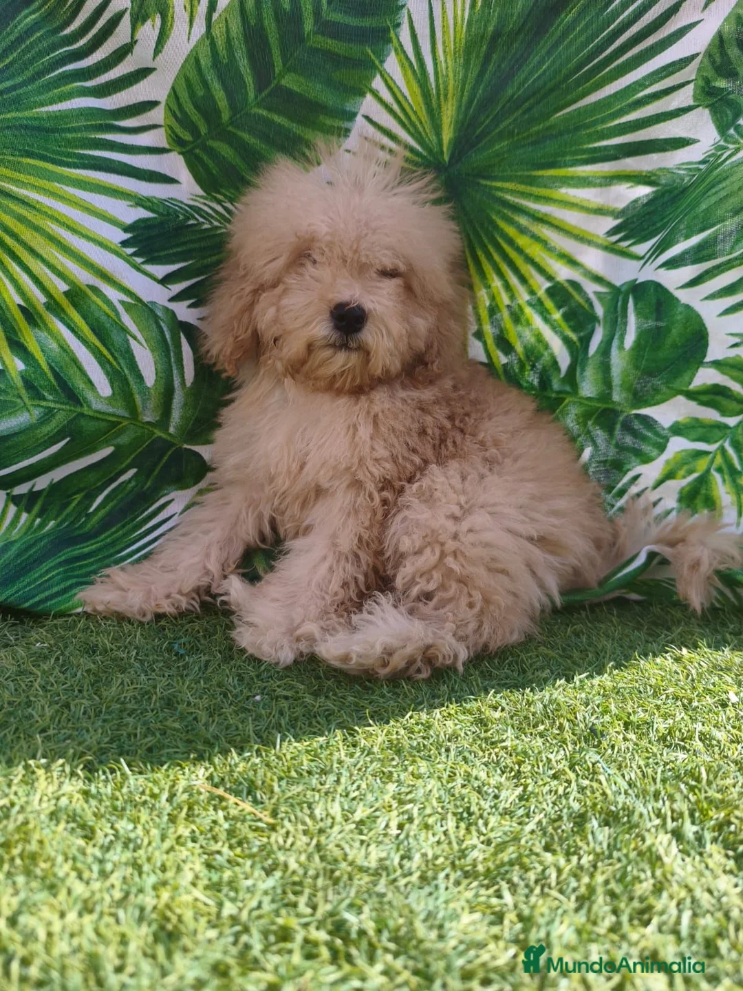 Caniche Toy perros en venta: Oportunidad  en Madrid - Anuncio 2