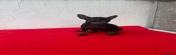 Pinscher Miniatura perros en venta: Mini pincher - Anuncio 4