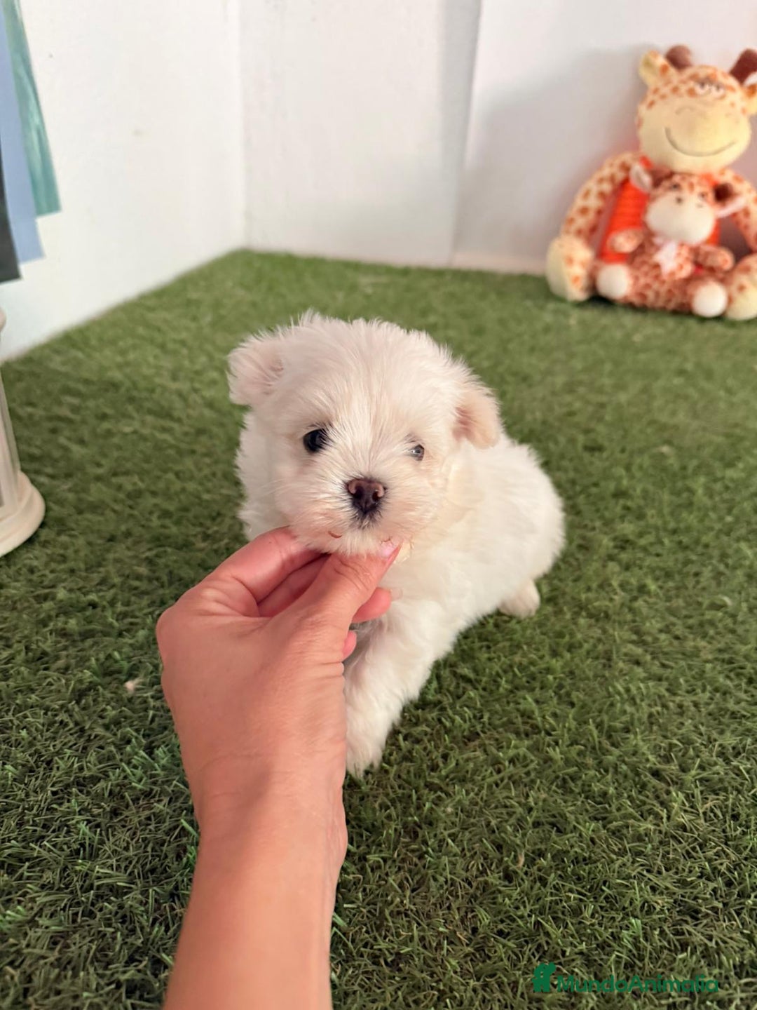 Bichón Maltés perros en venta: Bichón toy - Imagen 3