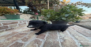 Border Collie perros Border collie - Anuncio 7