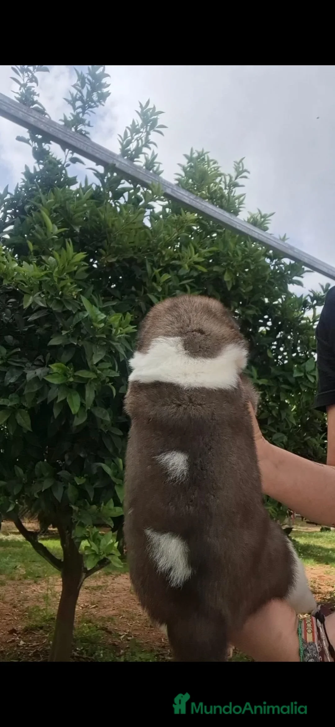 Akita Americano perros en venta: Akita Inu Americano  - Anuncio 2