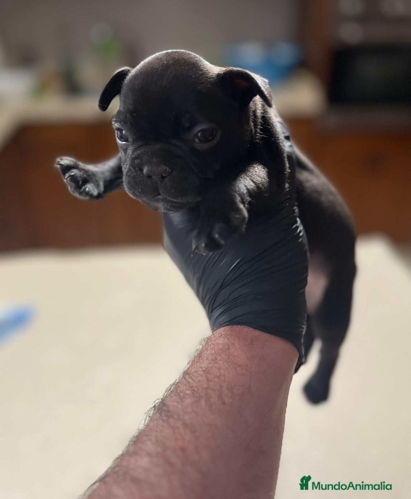 Bulldog Francés perros Último machito de bulldog francés  - Anuncio 1