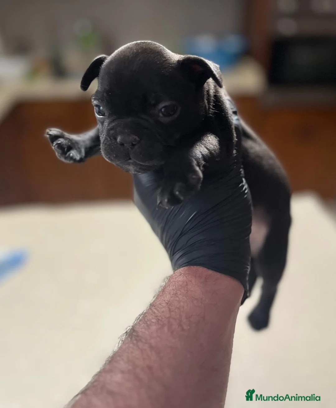 Bulldog Francés perros en venta: Último machito de bulldog francés  - Anuncio 1