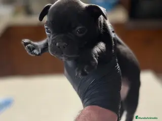 Bulldog Francés perros Último machito de bulldog francés - Anuncio 1