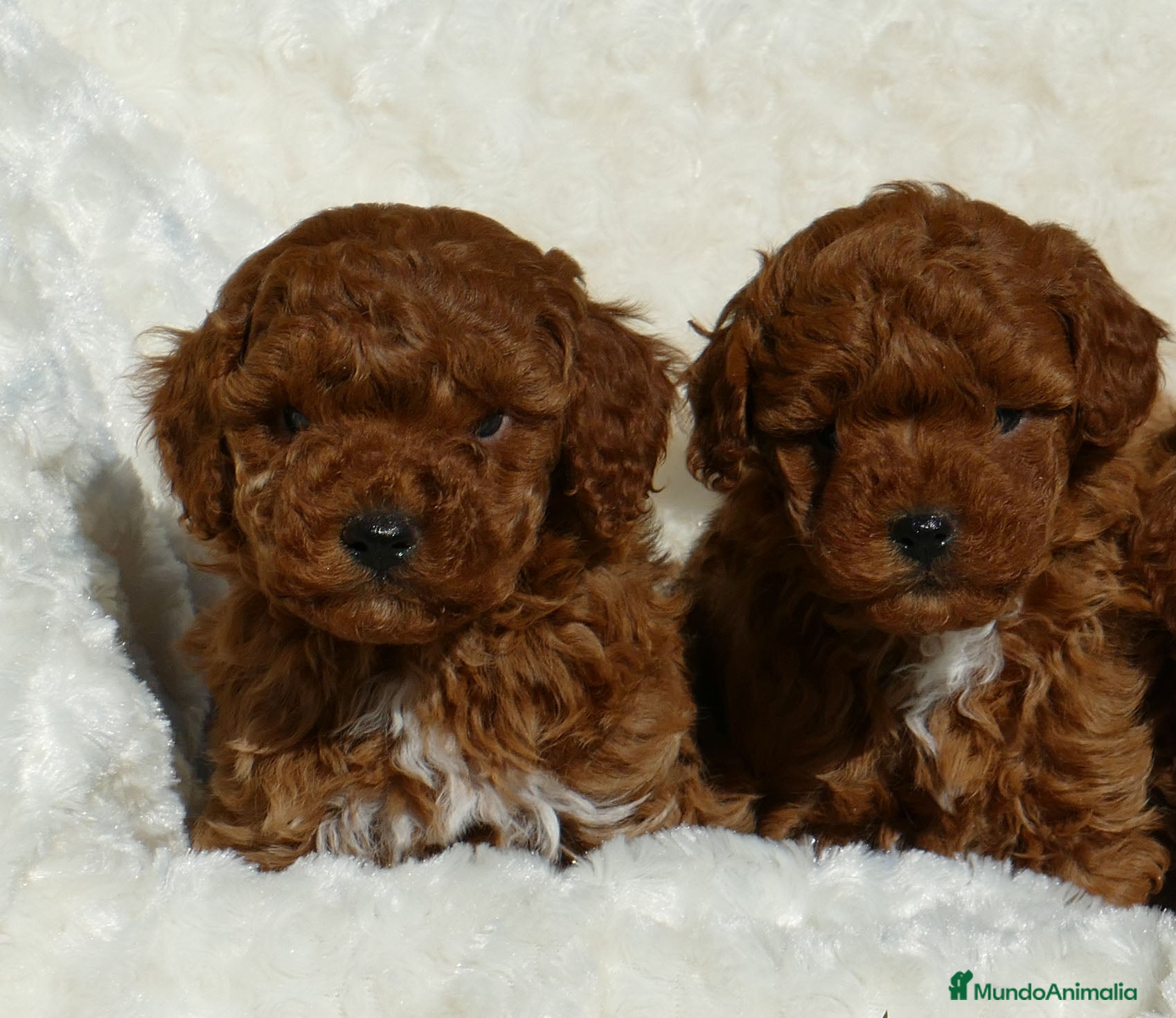 Caniche Toy perros caniche toy  - Anuncio 5