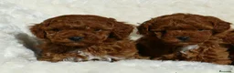 Caniche Toy perros en venta: caniche toy  - Anuncio 1