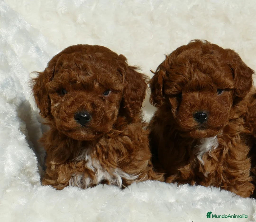 Caniche Toy perros en venta: caniche toy  - Anuncio 1