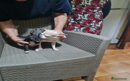 Chihuahua perros en venta: Chihuahua  toy - Imagen 15