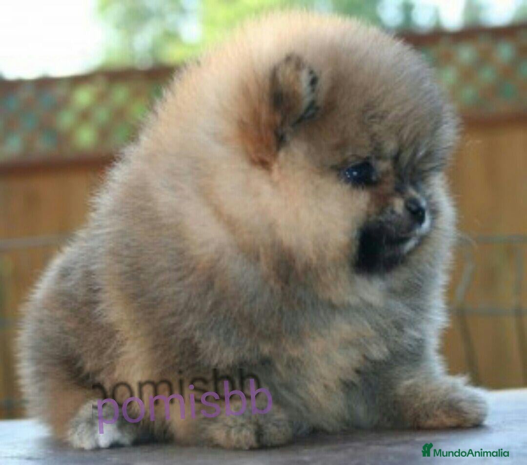 Pomerania perros ‼️POMERANIAS AMERICANOS TAMAÑO TOY  - Anuncio 4