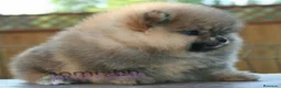 Pomerania perros en venta: ‼️POMERANIAS AMERICANOS TAMAÑO TOY  - Anuncio 1