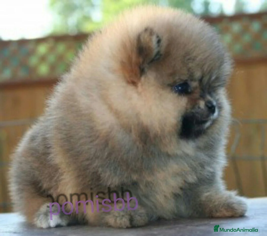 Pomerania perros en venta: ‼️POMERANIAS AMERICANOS TAMAÑO TOY  - Anuncio 1