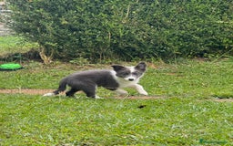 Border Collie perros en venta: Border collie Blue - Imagen 2