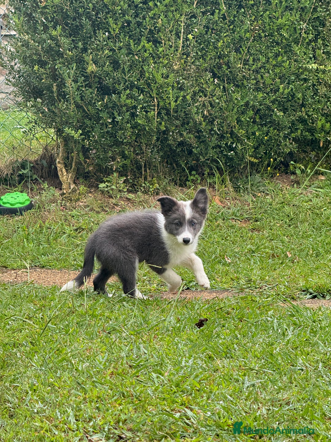 Border Collie perros en venta: Border collie Blue - Imagen 2