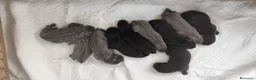 Cane Corso perros en venta: Cachorro de Cane Corso  - Anuncio 2
