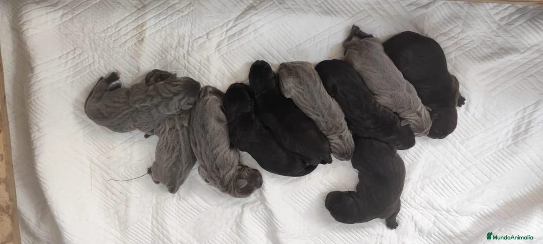 Cane Corso perros en venta: Cachorro de Cane Corso  - Anuncio 2