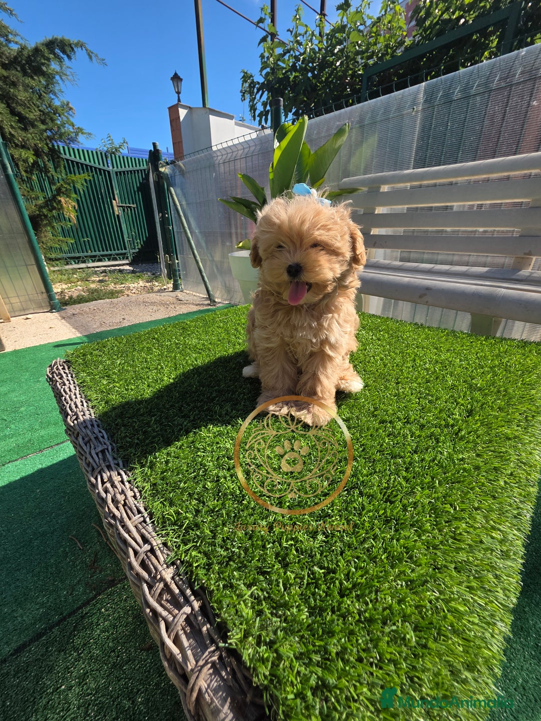 Maltipoo perros en venta: Maltipoo calidad  - Anuncio 2