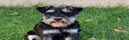 Schnauzer Miniatura perros en venta: Cachorros de Schnauzer Miniatura en Madrid - Anuncio 7