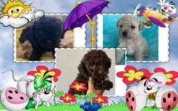 Caniche Toy perros en venta: Camada familiar de caniche, precio real - Imagen 1