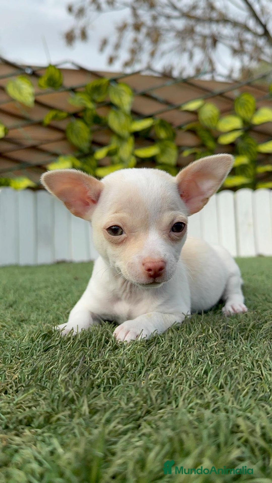 Chihuahua perros en venta: CHIHUAHUA MACHO - Anuncio 1