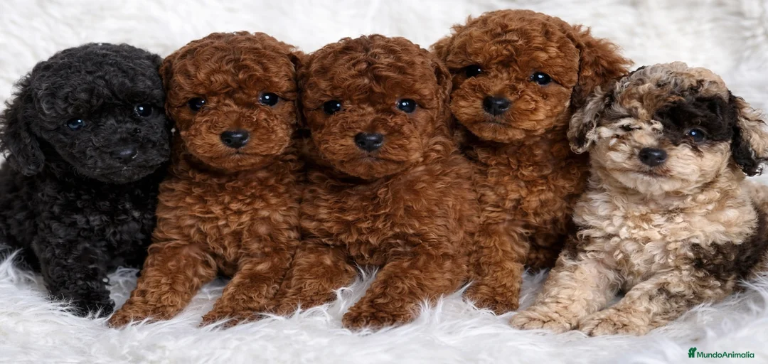 Imagen de galería {{count}}