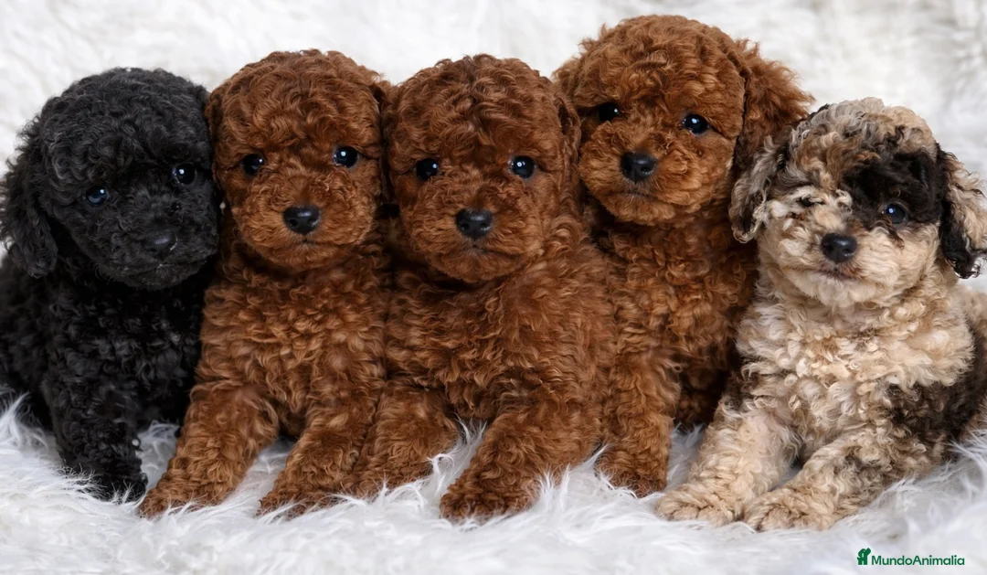 Imagen de galería {{count}}