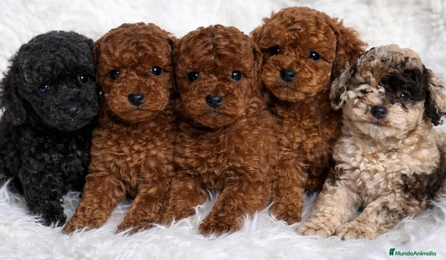 Imagen de galería {{count}}