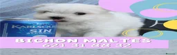Bichón Maltés perros en venta: preciosos bichon maltes linea coreana  - Anuncio 5