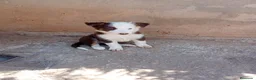 Border Collie perros en venta: Cachorros border collie  - Anuncio 10