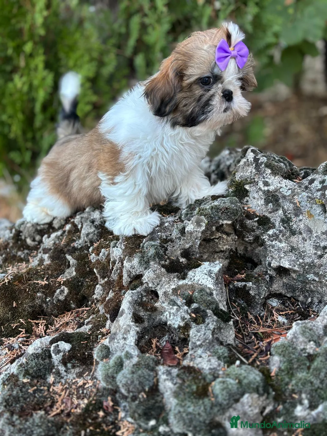 Shih Tzu perros en venta: Shih Tzu hembra disponible !!! - Anuncio 5
