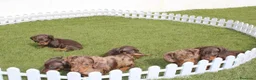 Teckel perros en venta: Teckel Kaninchen – Calidad, seriedad y seguimiento - Anuncio 7