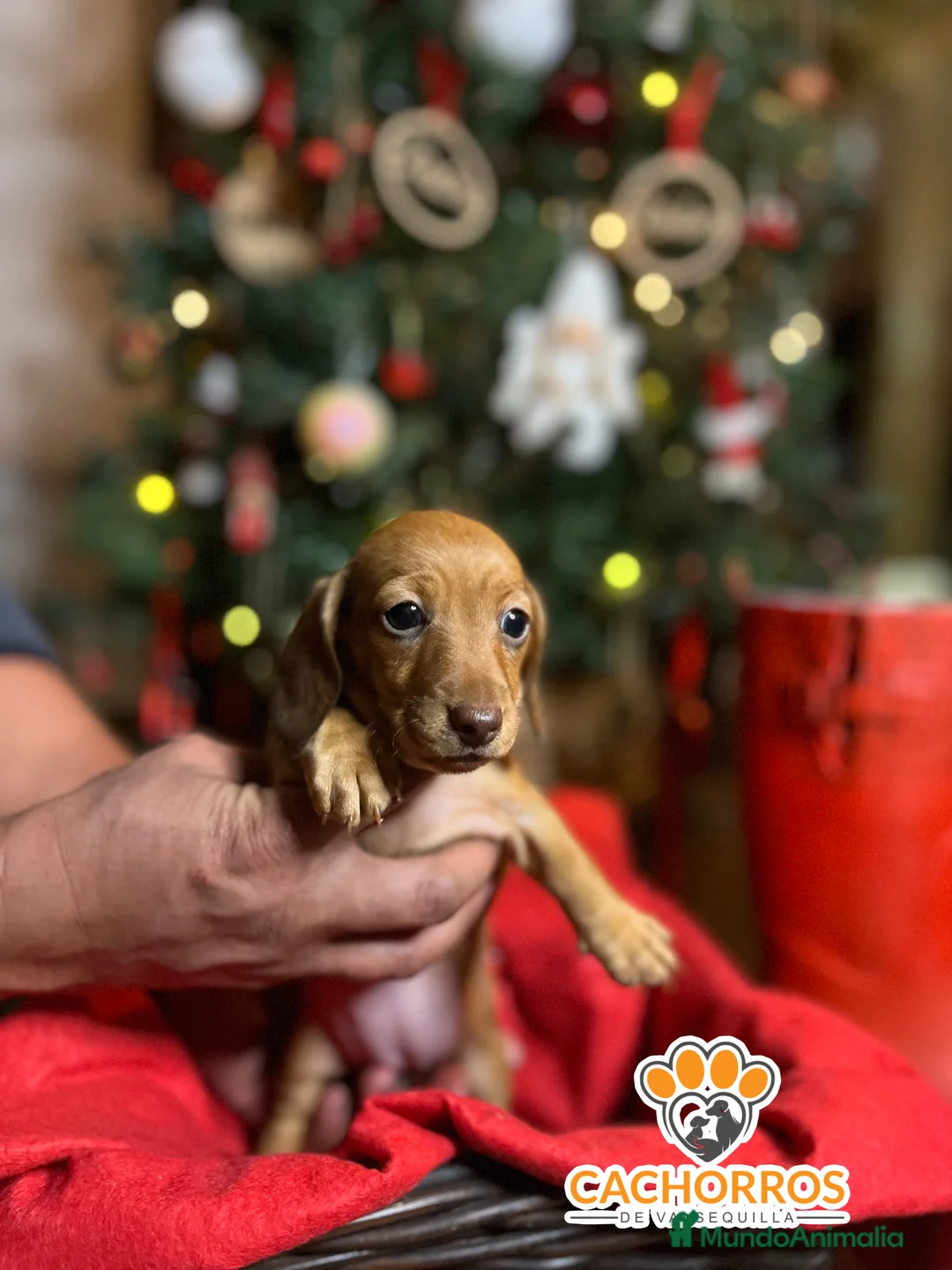 Teckel Miniatura perros en venta: Teckel  - Anuncio 7