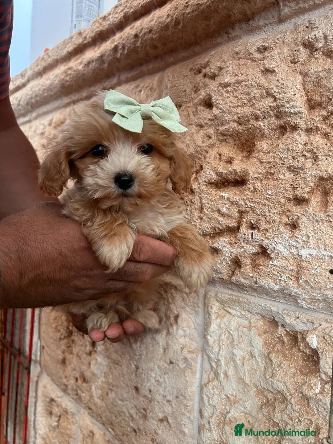 Maltipoo perros en venta: Maltipoo 628789235 - Anuncio 2