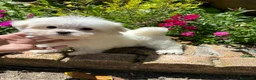 Bichón Maltés perros en venta: Bichon Maltés  - Anuncio 8