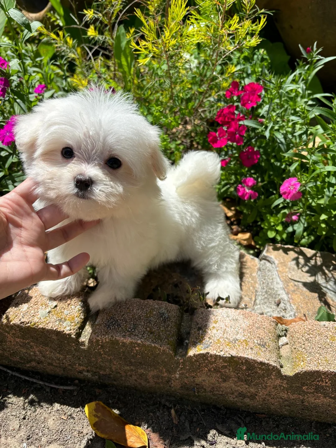Bichón Maltés perros en venta: Bichon Maltés  - Anuncio 8