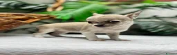 Chihuahua perros en venta:  CAMADA DE CHIHUAHUA – BLANCOS Y CANELA  - Anuncio 8