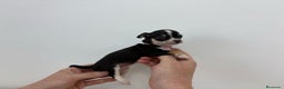 Chihuahua perros en venta: Chihuahuas muy toys en Alicante - Anuncio 2