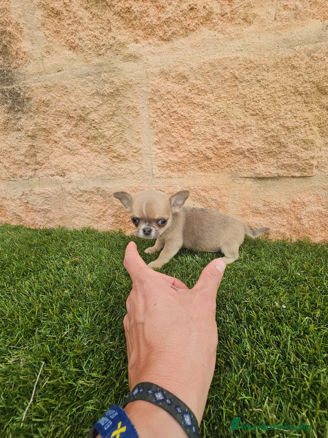 Chihuahua perros en venta: CHIHUAHUA MINI HEMBRA - Anuncio 2