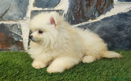 Pomerania perros en venta: POMERANIAS MACHOS BLANCOS - Imagen 6