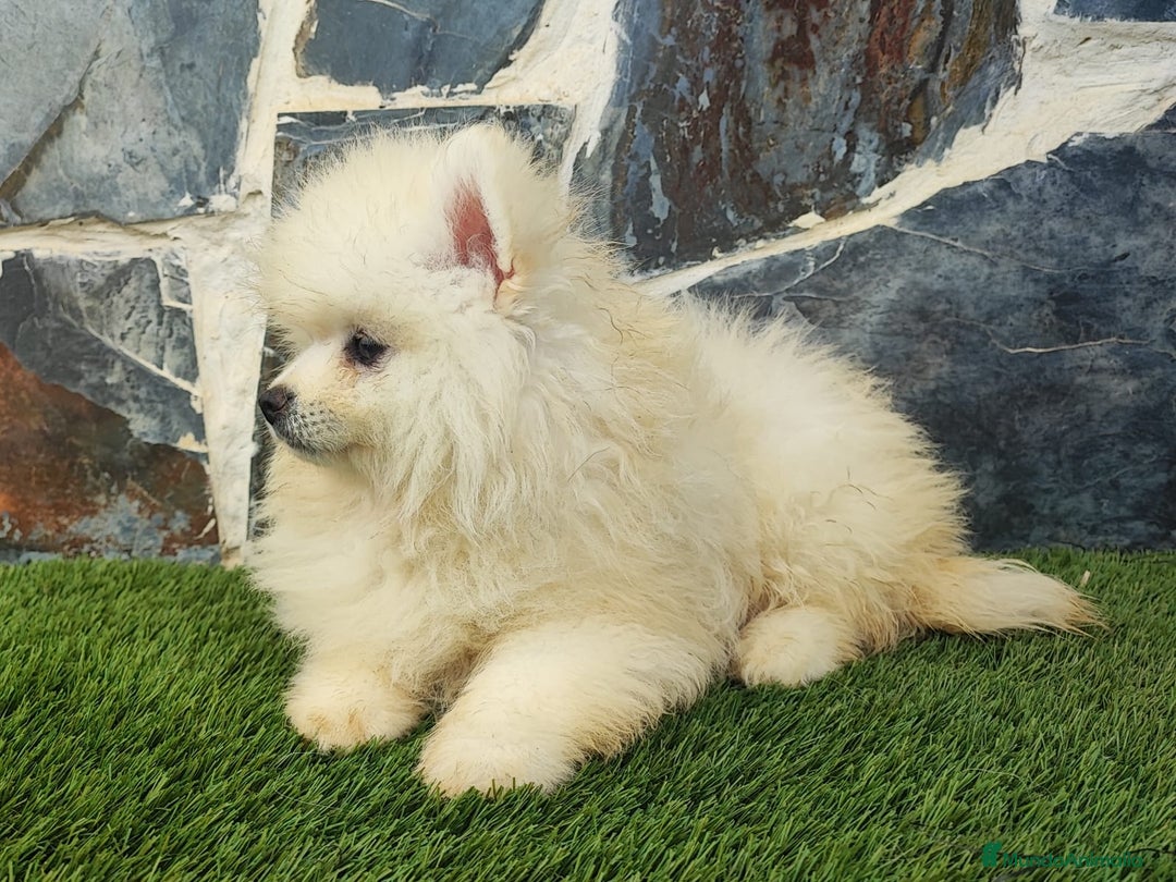 Pomerania perros en venta: POMERANIAS MACHOS BLANCOS - Imagen 6