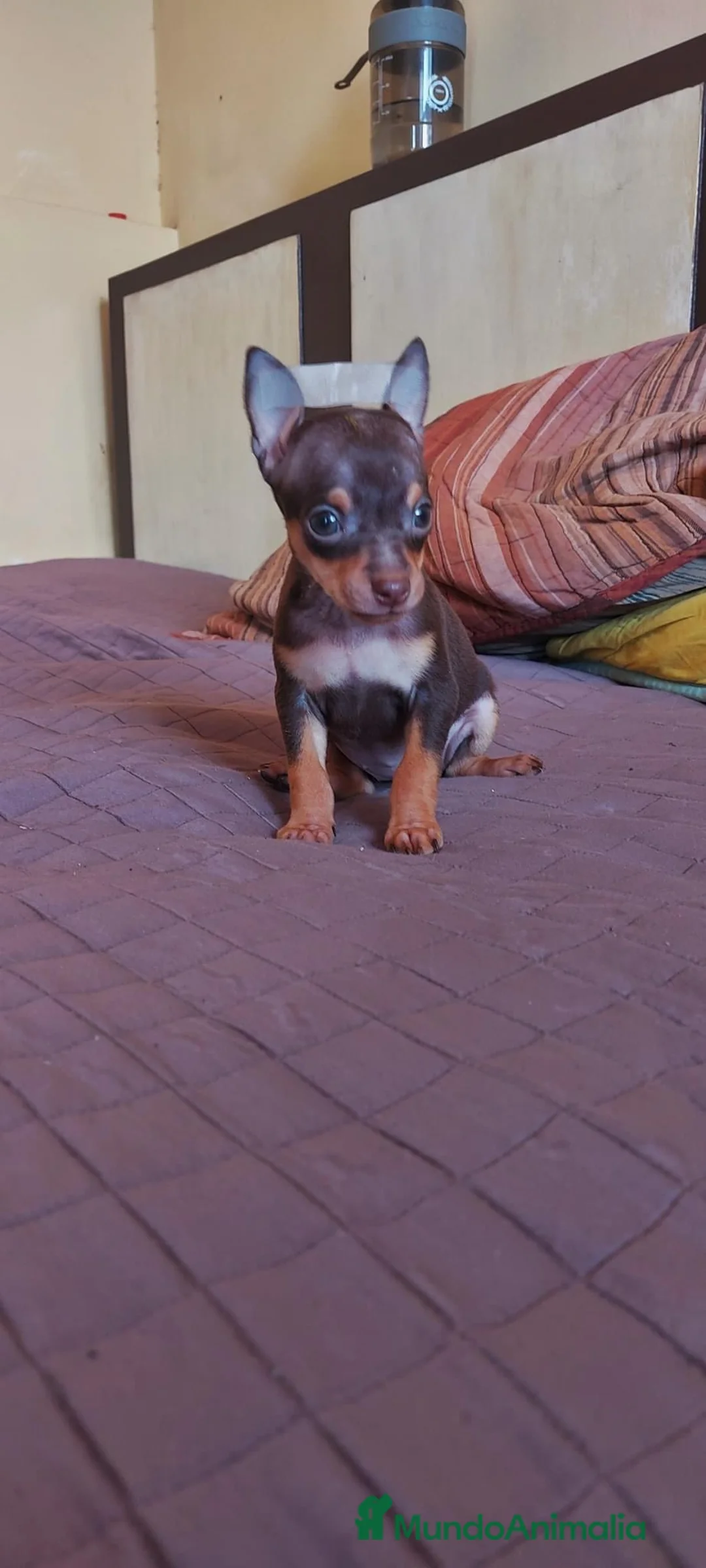 Pinscher Miniatura perros en venta: Pinscher miniatura ENTREGA A TODA ESPAÑA  en Ciudad Real - Anuncio 3