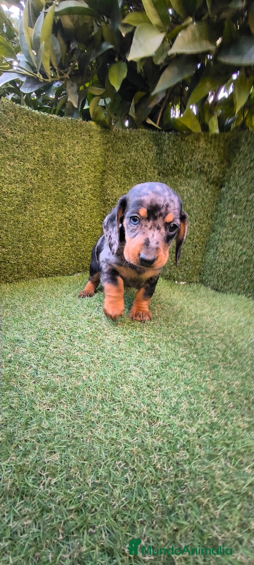 Teckel Miniatura perros en venta: camada de teckel miniatura varios colores  - Anuncio 1