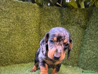 Teckel Miniatura perros camada de teckel miniatura varios colores - Anuncio 1